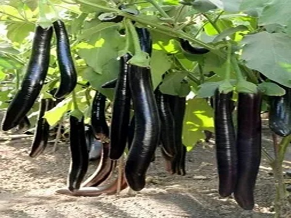 خرید و قیمت بادمجان قلمی گلخانه ای + فروش عمده